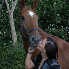 Dansk Varmblod Comtesse <3