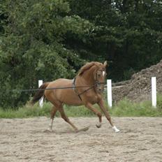 Dansk Varmblod Comtesse <3