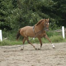 Dansk Varmblod Comtesse <3