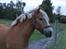 Haflinger starut. - Starut som venter på at komme ind (: INGEN AF MINE BILLEDER MÅ BRUGES PÅ ANDRE SIDER ELLER KOPIERES !