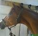 Tysk Sportspony Boneo Solgt :( EFTERLYSES