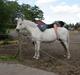 Welsh Pony (sec B) Møllegårdens Gisette