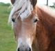 Haflinger Arthos Nordan  solgt