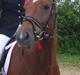 Welsh Pony (sec B) Bakkegaardens Aladdin SOLGT