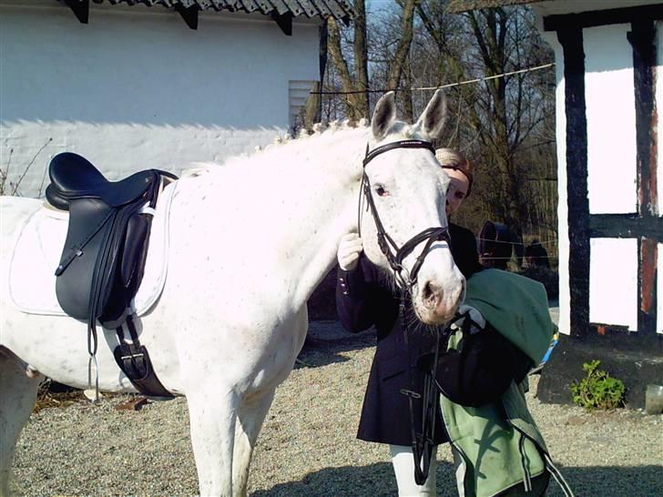 Anglo Araber (AA) Outlandish (solgt) - Så fin jeg kan være:) billede 8