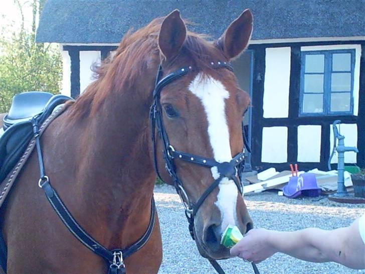 Dansk Varmblod Scholes (R.I.P. ) - puha det hele er lidt farligt:) billede 1