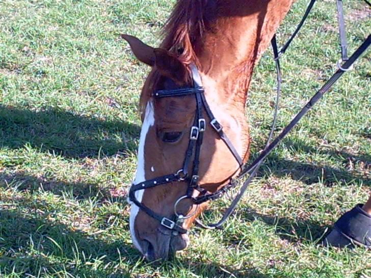 Dansk Varmblod Scholes (R.I.P. ) - græs:D det er intete bedre billede 2