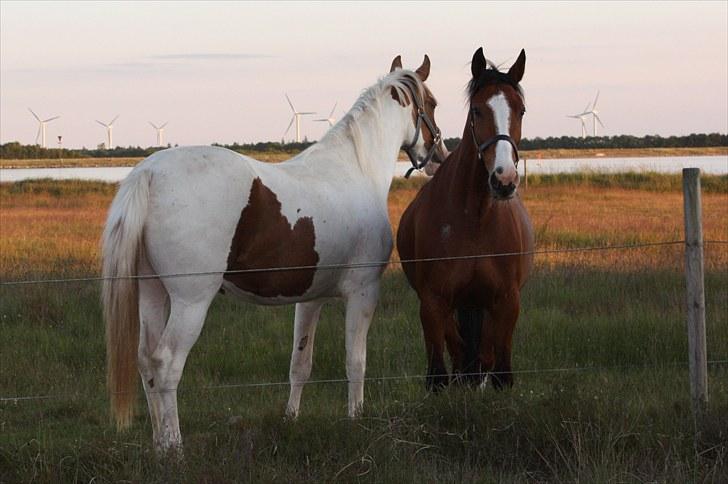 Pinto Blue Eyed Apache - Hygge på sommerfolden billede 10
