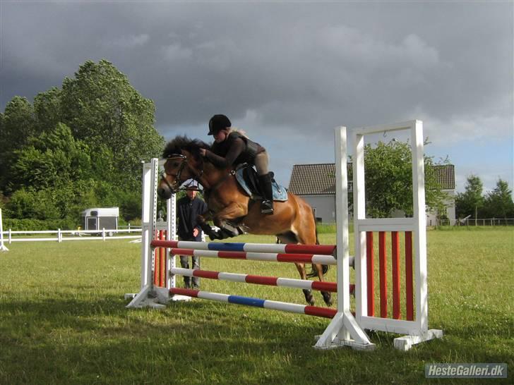 Anden særlig race Buster Larsen. (SOLGT) - Højdespring på Kir.. Vi kom over 95 cm, det er faktisk rimeligt højt for en kat.3 pony. Flot Buster :) billede 8