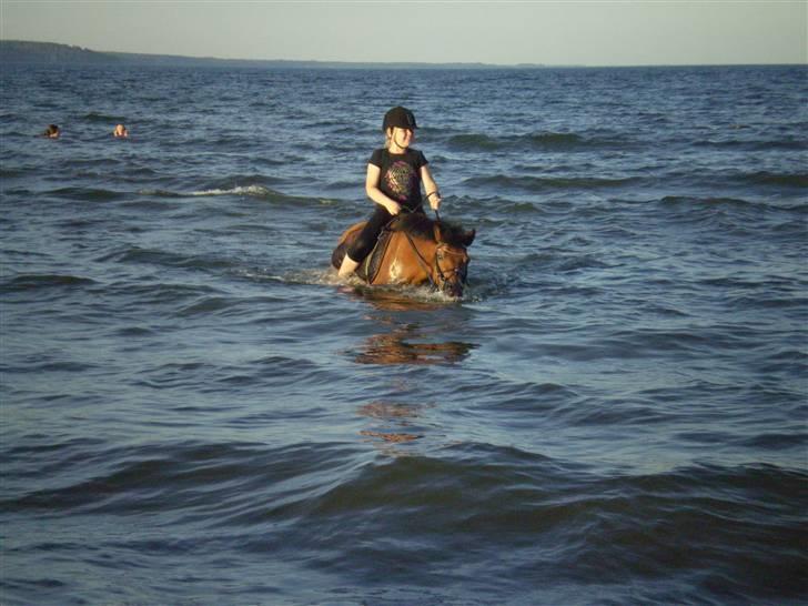 Anden særlig race Buster Larsen. (SOLGT) - Buster Larsen stikker hele mulen under vand da vi bader sommeren 2008. billede 9