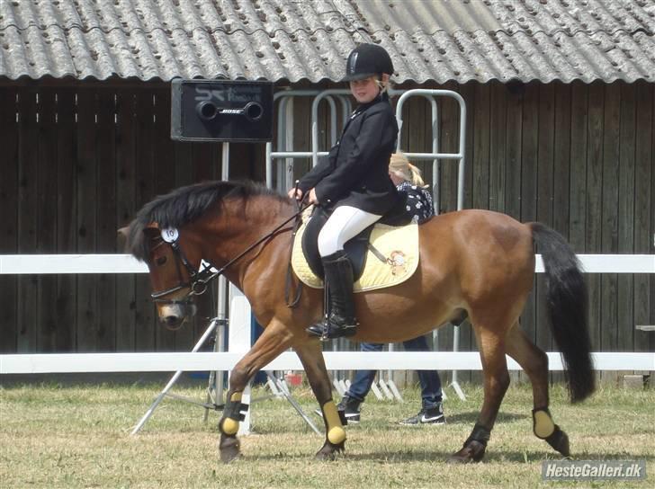 Anden særlig race Buster Larsen. (SOLGT) - Buster Larsen til dressur konkurence på dyrskuet 2008..  Taget af Sabina.. billede 10
