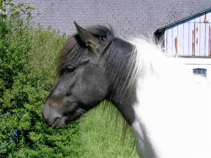 Islænder Krummi fra Nørmark "SOLGT - min far der leger fotograf tog dette billede *  MÅ IKKE KOPIERES* billede 1
