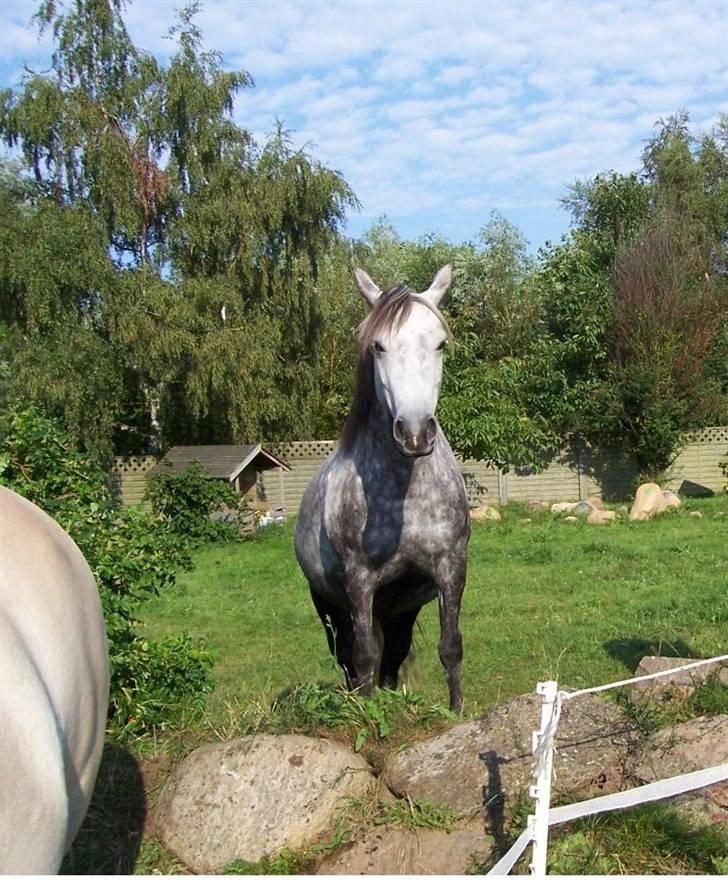 Anden særlig race Bella - En lækker sommer i haven :D billede 12