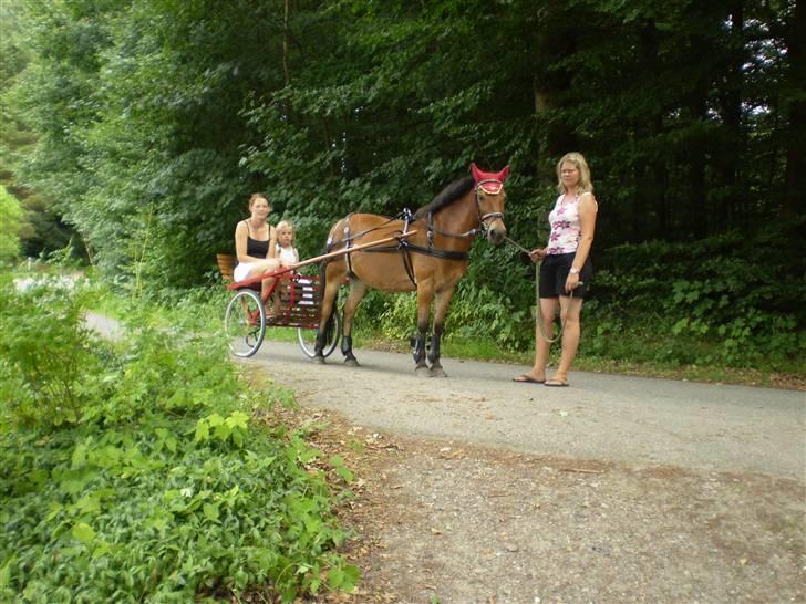 Anden særlig race Buster Larsen. (SOLGT) - Buster kører tur med med Mathilde og Lene sommeren 2008 billede 12