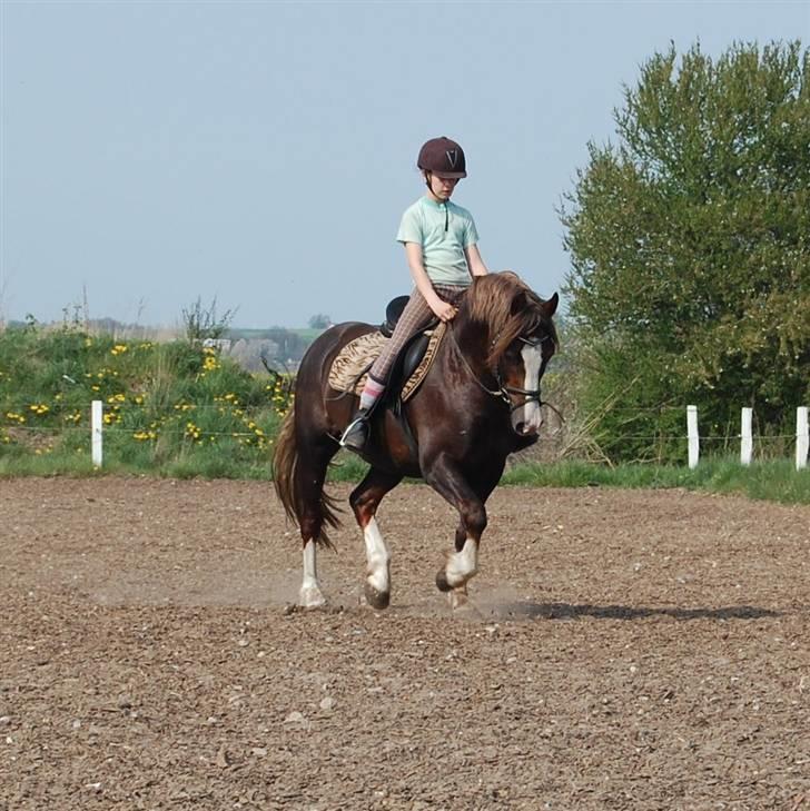 Welsh Pony af Cob-type (sec C) Maylie Selwyn kåret Hings billede 5