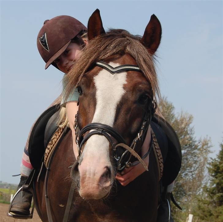 Welsh Pony af Cob-type (sec C) Maylie Selwyn kåret Hings billede 6