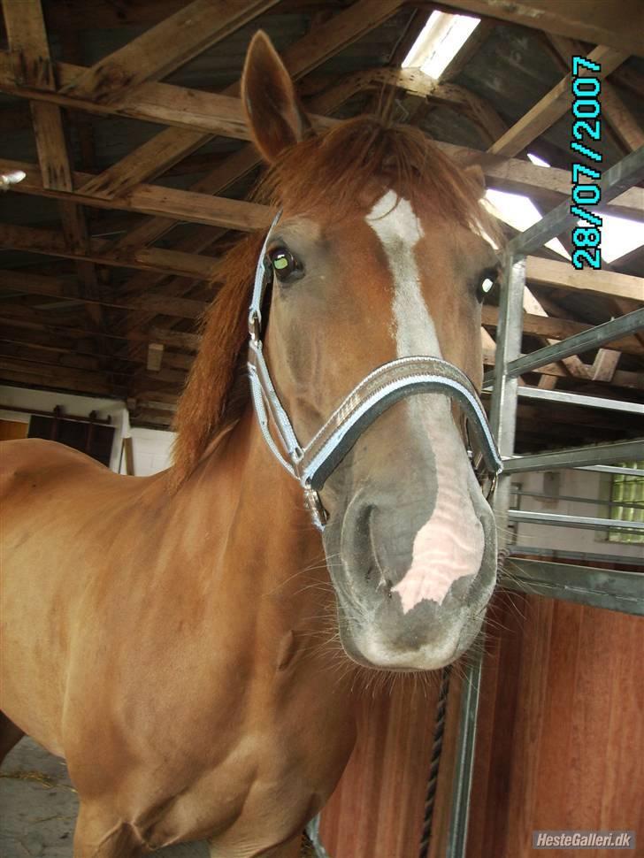 Tysk Sportspony Boneo Solgt :( EFTERLYSES - Er lige kommet ind :P Han er bare så dejlig ;p <3 Foto: Frederikke billede 2
