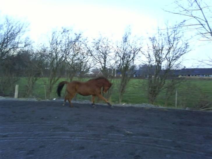 Tysk Sportspony Boneo Solgt :( EFTERLYSES - Løs på banen :P Se hvor dygtigt han er :) Foto: Jeanette billede 5