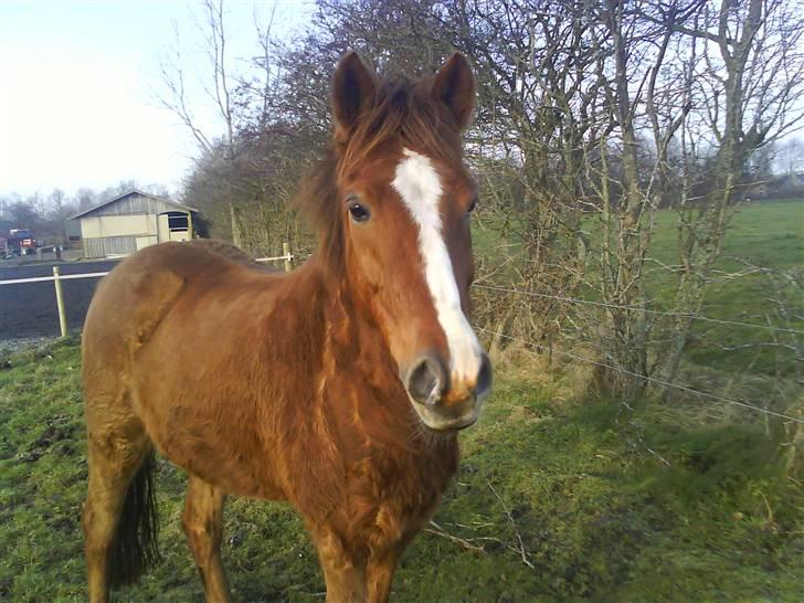 Tysk Sportspony Boneo Solgt :( EFTERLYSES - Den lille dreng på marken (: Foto: Jeanette billede 6