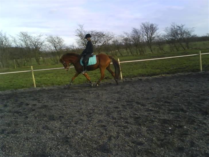 Tysk Sportspony Boneo Solgt :( EFTERLYSES - Rider (: han kan bare flytte benene (:  <3 Foto: Jeanette billede 8