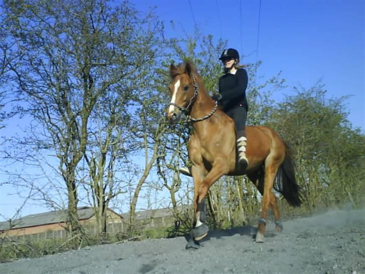 Tysk Sportspony Boneo Solgt :( EFTERLYSES - Første gang i rebgrime, total stolt af min lille dreng :) Foto: Jeanette billede 11