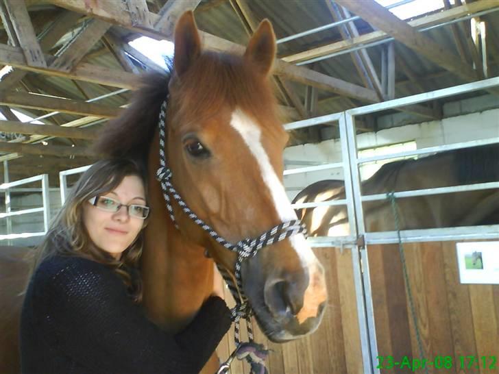 Tysk Sportspony Boneo Solgt :( EFTERLYSES - Mig og Boneo :/ <3 Foto: Jeanette billede 13