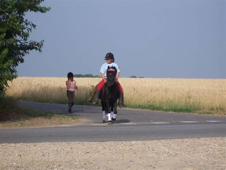 Anden særlig race Bobo SOLGT billede 12