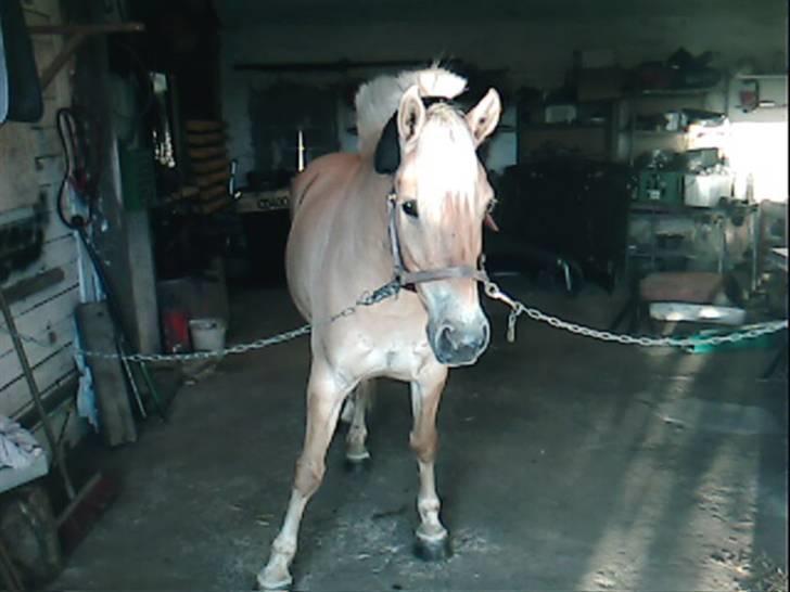 Anden særlig race Tøsen (Solgt) - Sidste dag jeg havde hende :´( billede 12