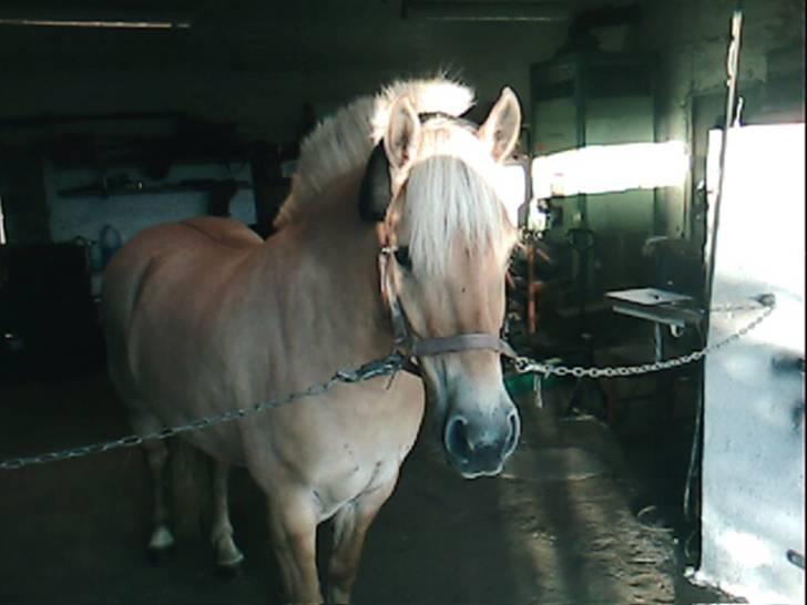 Anden særlig race Tøsen (Solgt) - Lige inden de kørte :´( billede 13