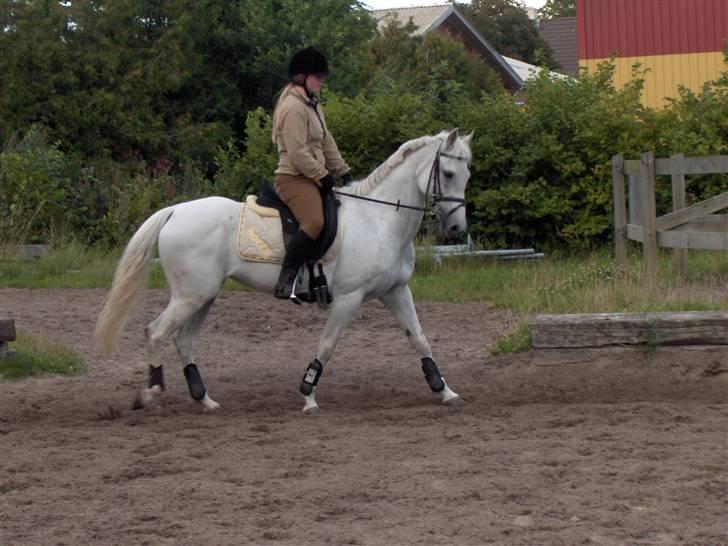 Anden særlig race *Gl. Part* Chivas - Ja vi sider og går pænt billede 13