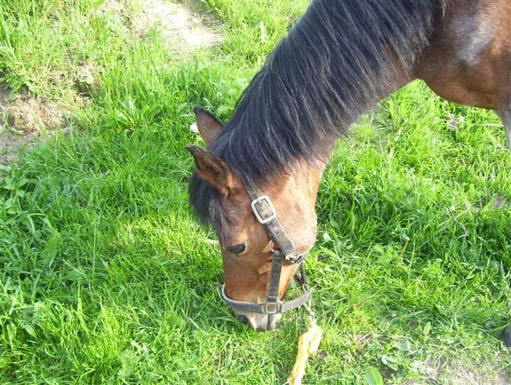 Anden særlig race Mc. Værdi <3 ! †R.I.P† - smuk ? altid <3 billede 1