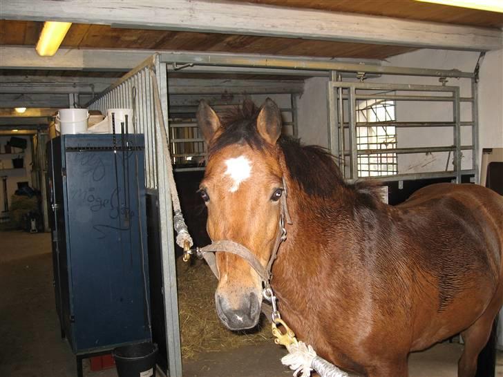 New Forest Malou - Malou på staldgangen billede 5