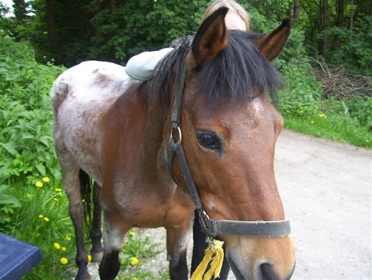 Anden særlig race Mc. Værdi <3 ! †R.I.P† - mc. værdi dagen inden han blev aflivet <3 elsket og savnet ! se li hvor tynd han er , :( han kunne ikke spise noget .. )´: billede 2