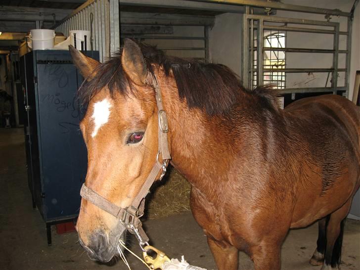 New Forest Malou - Her har hun fået øje på noget hø billede 6