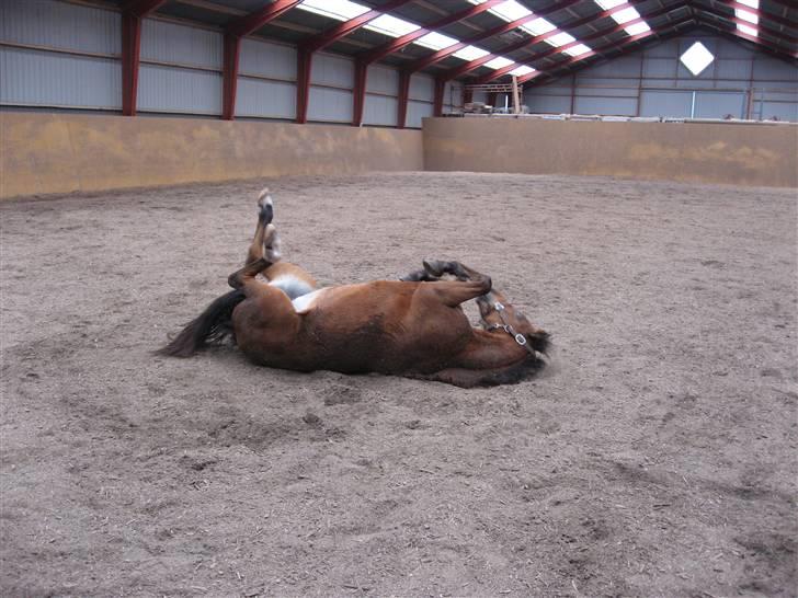 New Forest Malou - Efter en våd dag på folden er det skønt at rulle sig billede 7