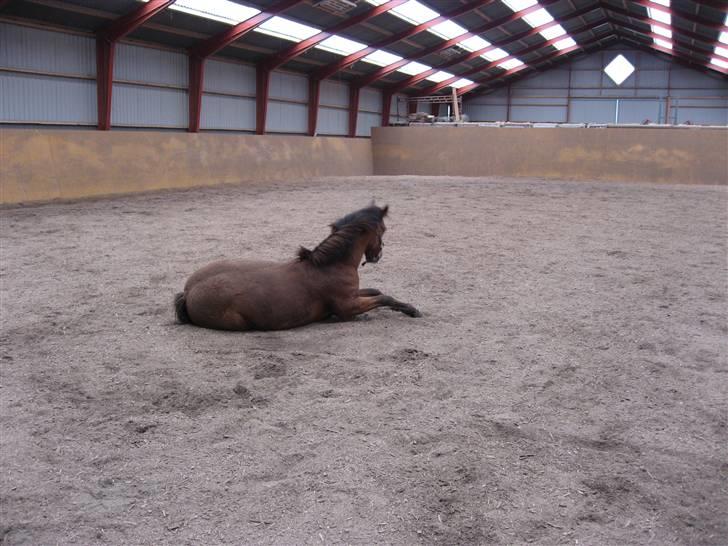 New Forest Malou - Uhhh.. det er hårdt at komme op billede 8