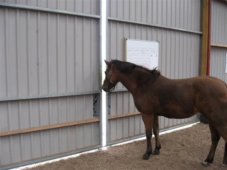 New Forest Malou - Mon der er nogen derude?? billede 9