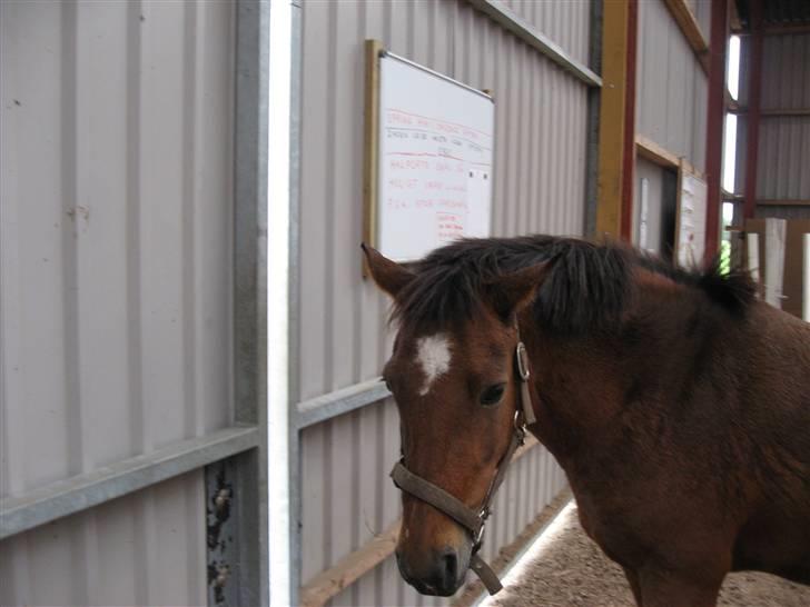 New Forest Malou - Må jeg komme ud nu?? billede 10