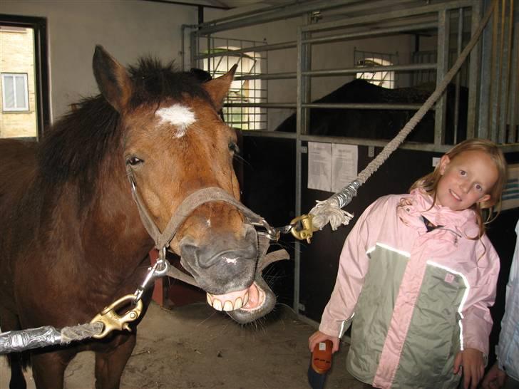 New Forest Malou - Pyha, det har været en hård dag - nu er jeg træt billede 11