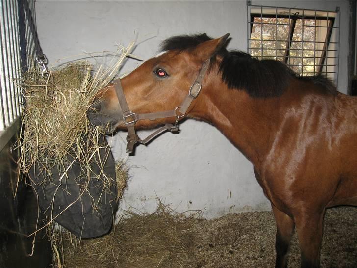 New Forest Malou - Dejligt med et fyldt hønet billede 12