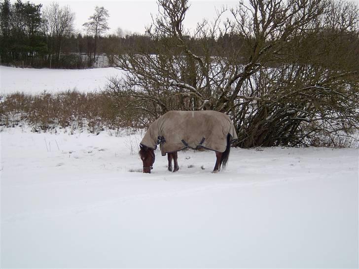 New Forest Laban *DØD* - Smukke i sumpen en vinter morgen.. billede 12