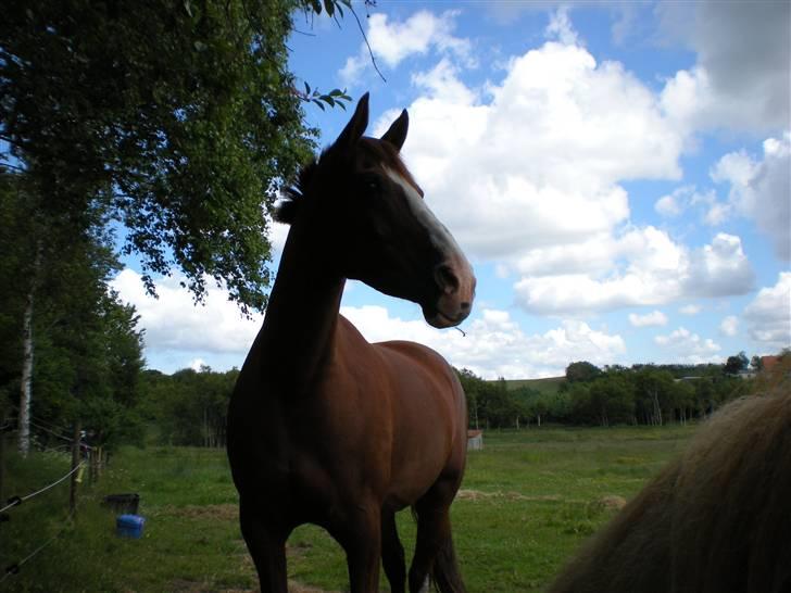 Dansk Varmblod Sophia *RIP* - Dejlig hest ;P  billede 15
