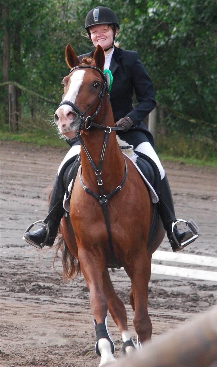 Dansk Varmblod Sophia *RIP* - Æresrunde Nibe cup 09 (5.plads)Foto: Stine Ravn billede 16