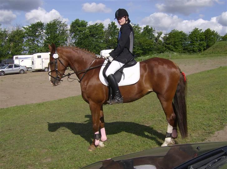 Dansk Varmblod Sophia *RIP* - Klar til spring billede 17