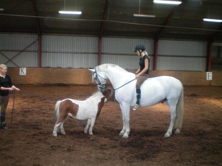 Anden særlig race Bou Bou  - Bou Bou hilser :) billede 7