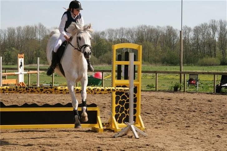 Anden særlig race Bou Bou  - 1. LA. Foto: Malene billede 8