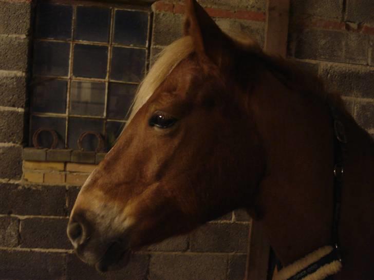 Haflinger Hope <33 - wow! hun har verdens smukkeste hoved! foto: mig. billede 11