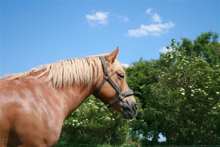 Haflinger Hope <33 - en dejlig dag, et dejligt vejr og en enormt dejlig hest :D billede 12