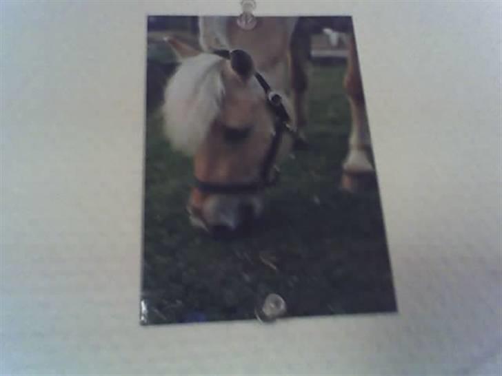 Fjordhest Laban - Aflivet. - mit billede af ham, og hænger på min væg. billede 14