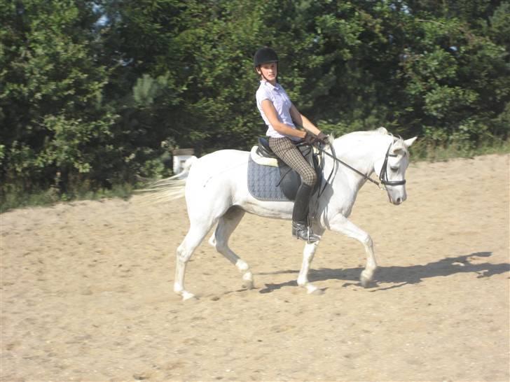 Welsh Pony af Cob-type (sec C) Melissa of gade  - træning melissa billede 14